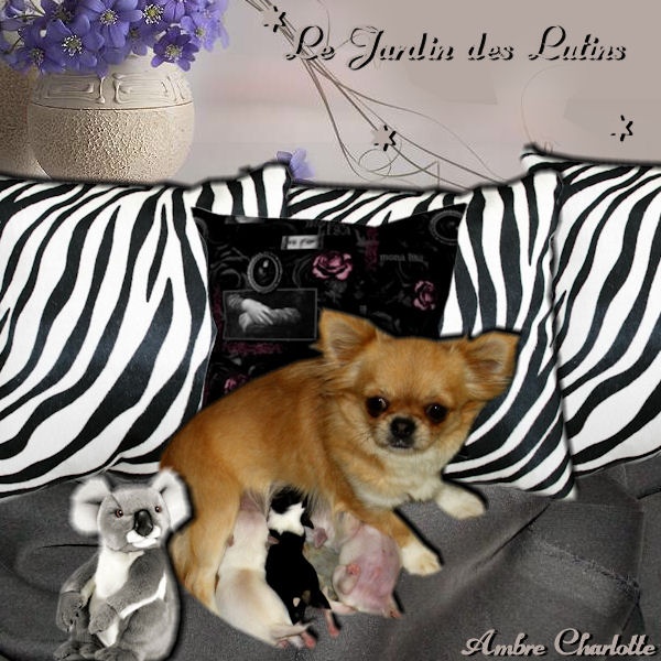 du Jardin des Lutins - Chihuahua - Portée née le 17/10/2013