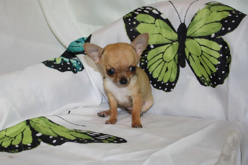 du Jardin des Lutins - Chihuahua - Portée née le 02/02/2015