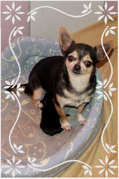 du Jardin des Lutins - Chihuahua - Portée née le 07/12/2008