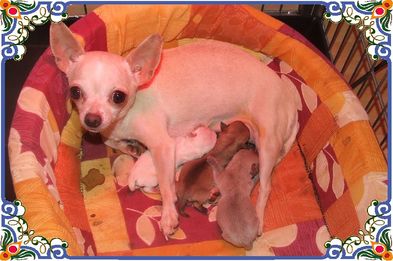 du Jardin des Lutins - Chihuahua - Portée née le 08/01/2010